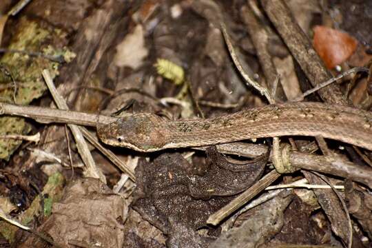 Tropidophis melanurus (Schlegel 1837) resmi