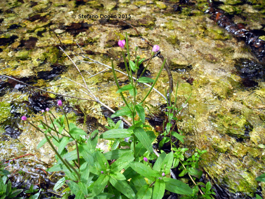 Epilobium montanum L. resmi