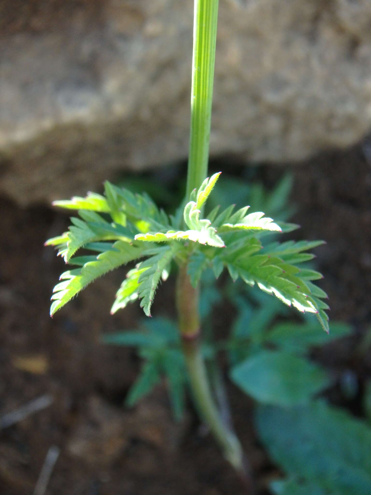 Image of Chaerophyllum rubellum Albov