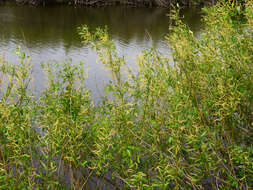 Image of Almond-leaved Willow