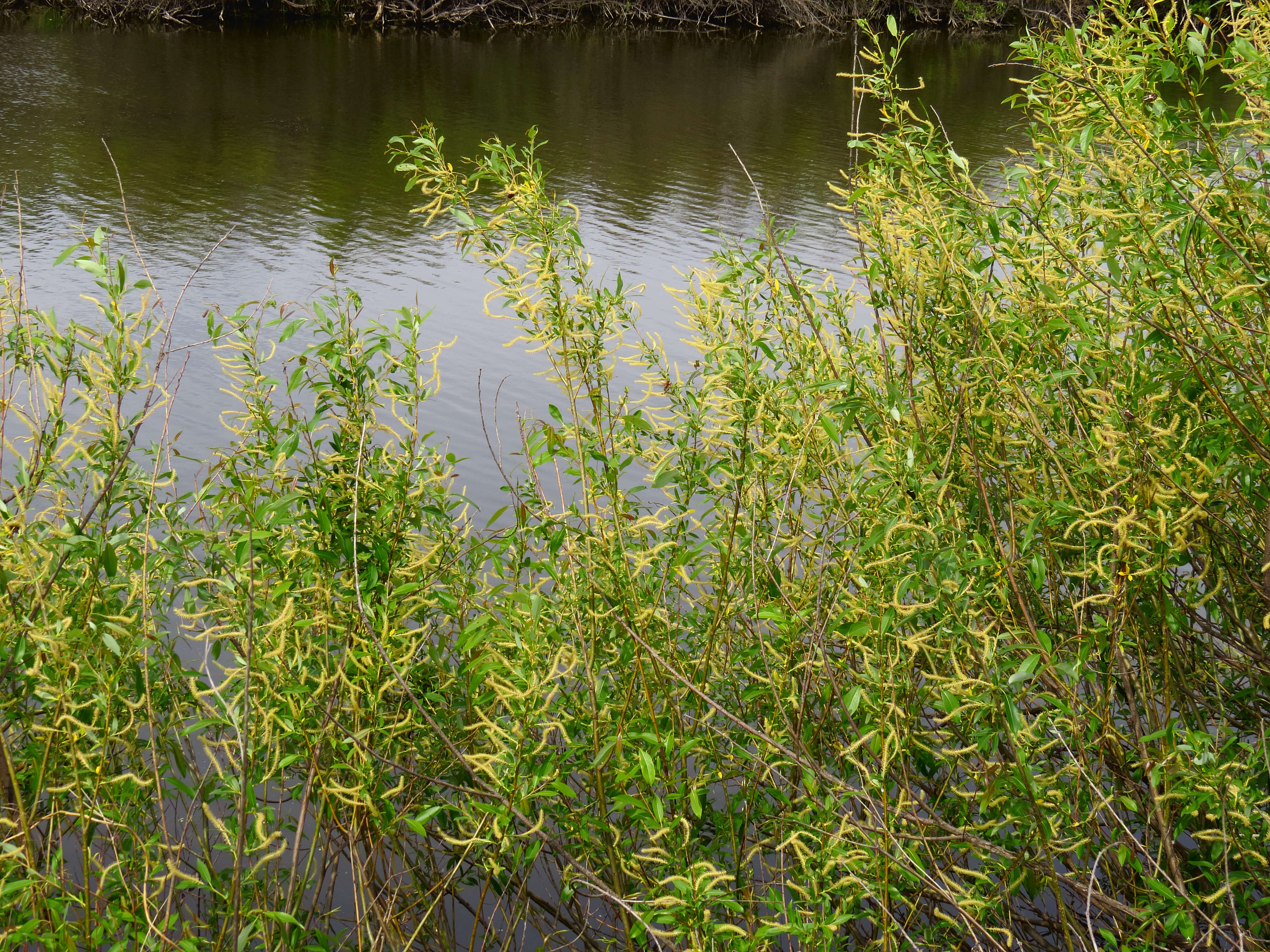 Image of Almond-leaved Willow