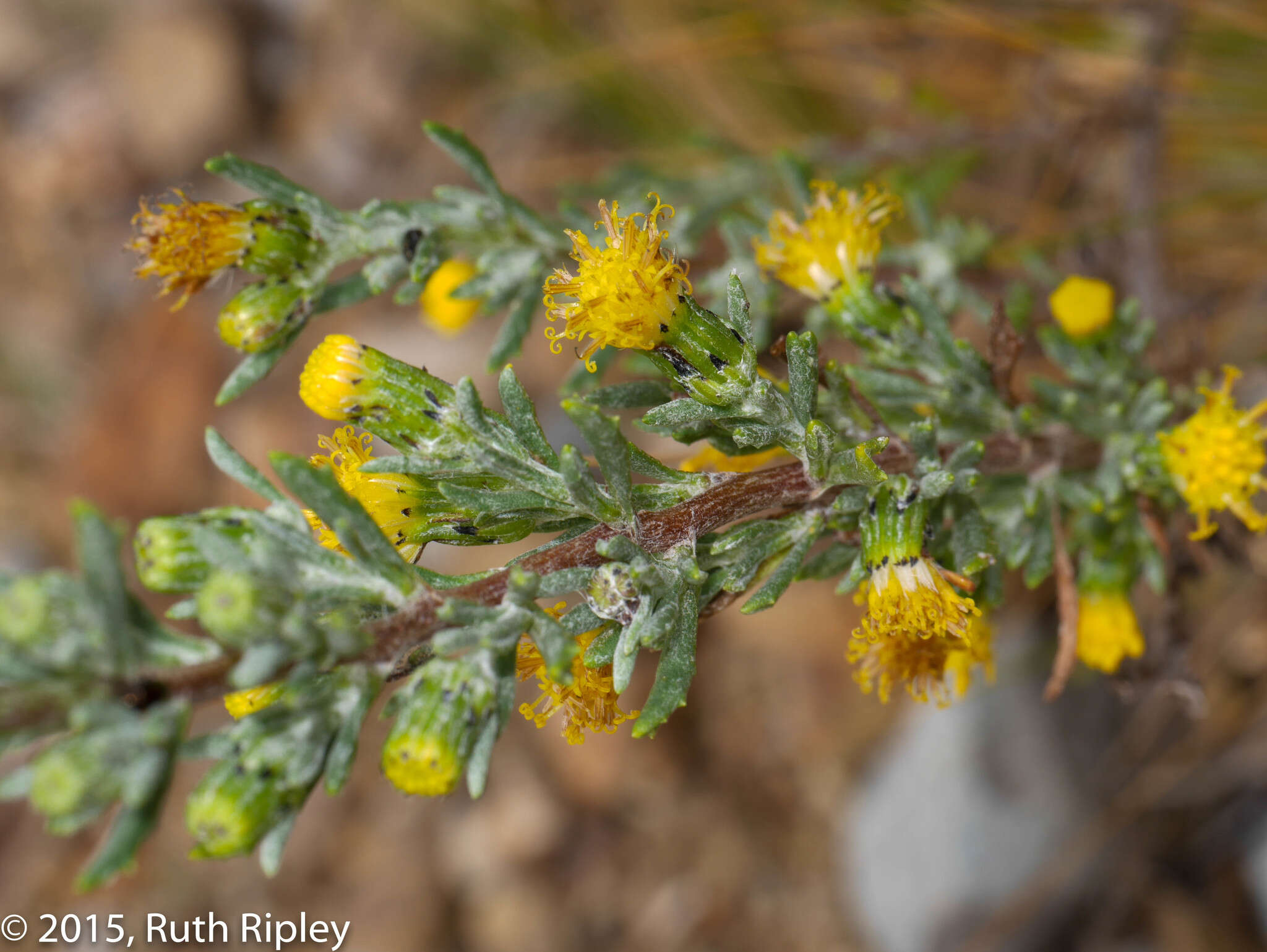 Image of Senecio hebetatus Wedd.