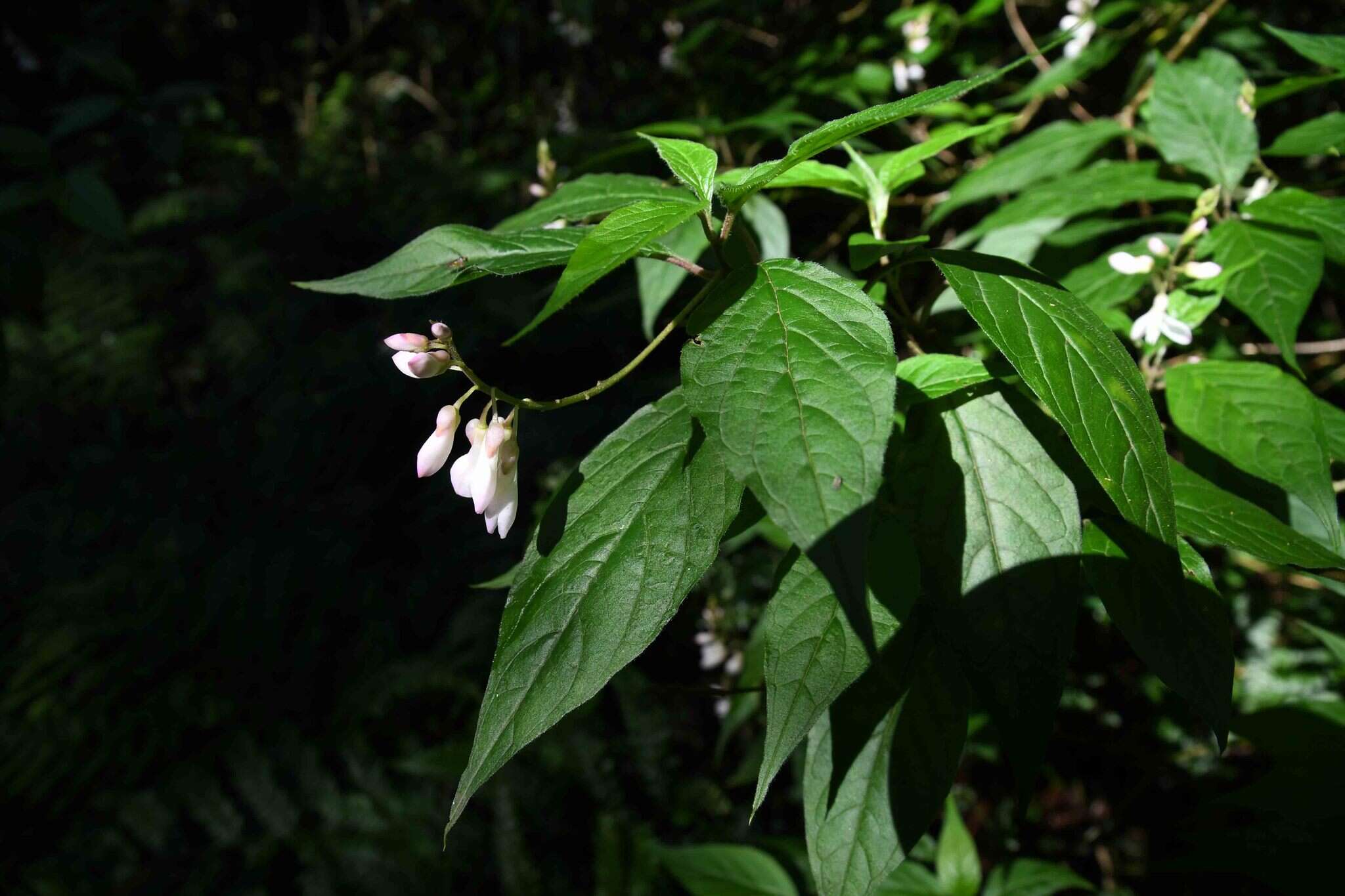 Polygala galpinii Hook. fil.的圖片