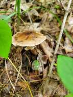 Image of Cyclocybe erebia (Fr.) Vizzini & Matheny 2014