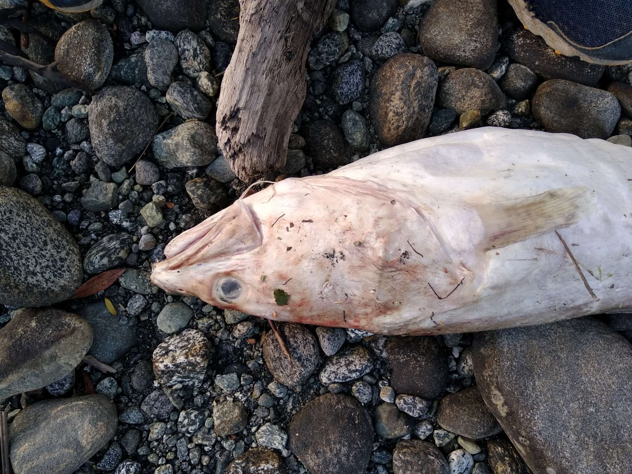 Image of pink cusk-eel