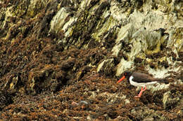 Image of oystercatcher, eurasian oystercatcher