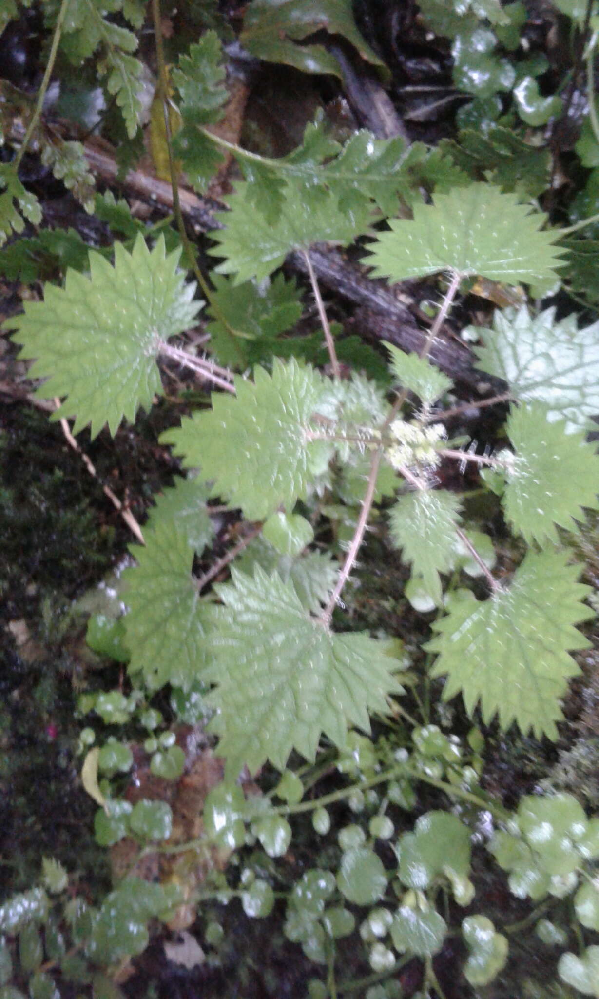 Image of Urtica sykesii Grosse-Veldm. & Weigend