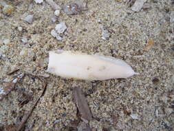 Image of Pink Cuttlefish