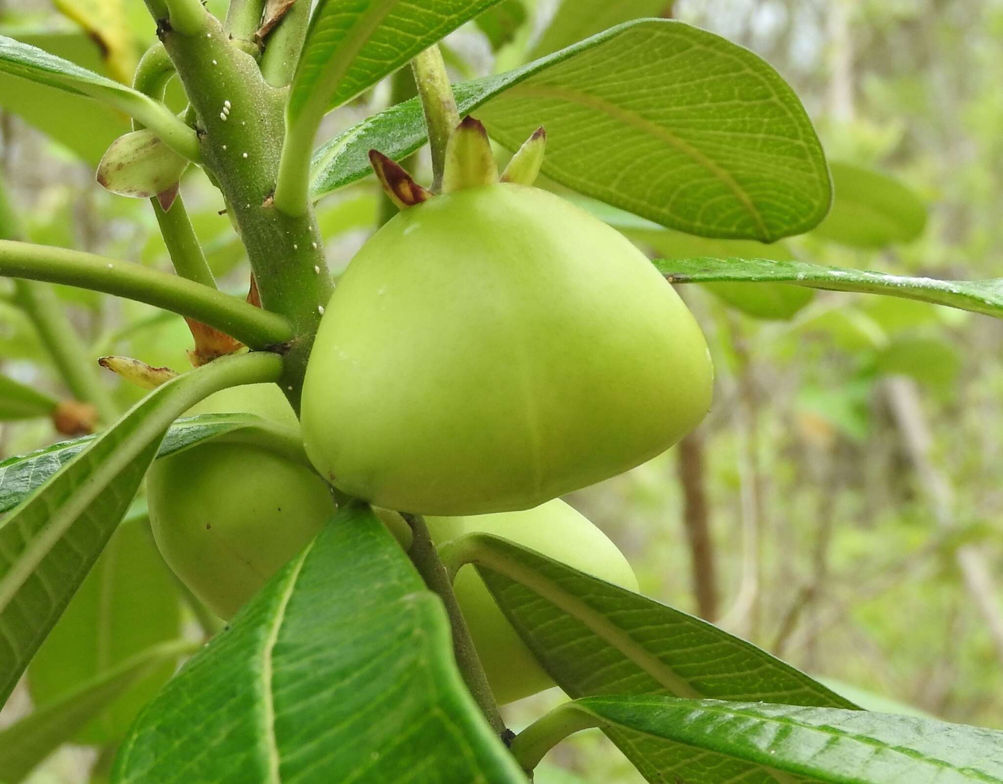 Plancia ëd Cascabela ovata (Cav.) H. Lippold