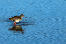 Image of Common Redshank