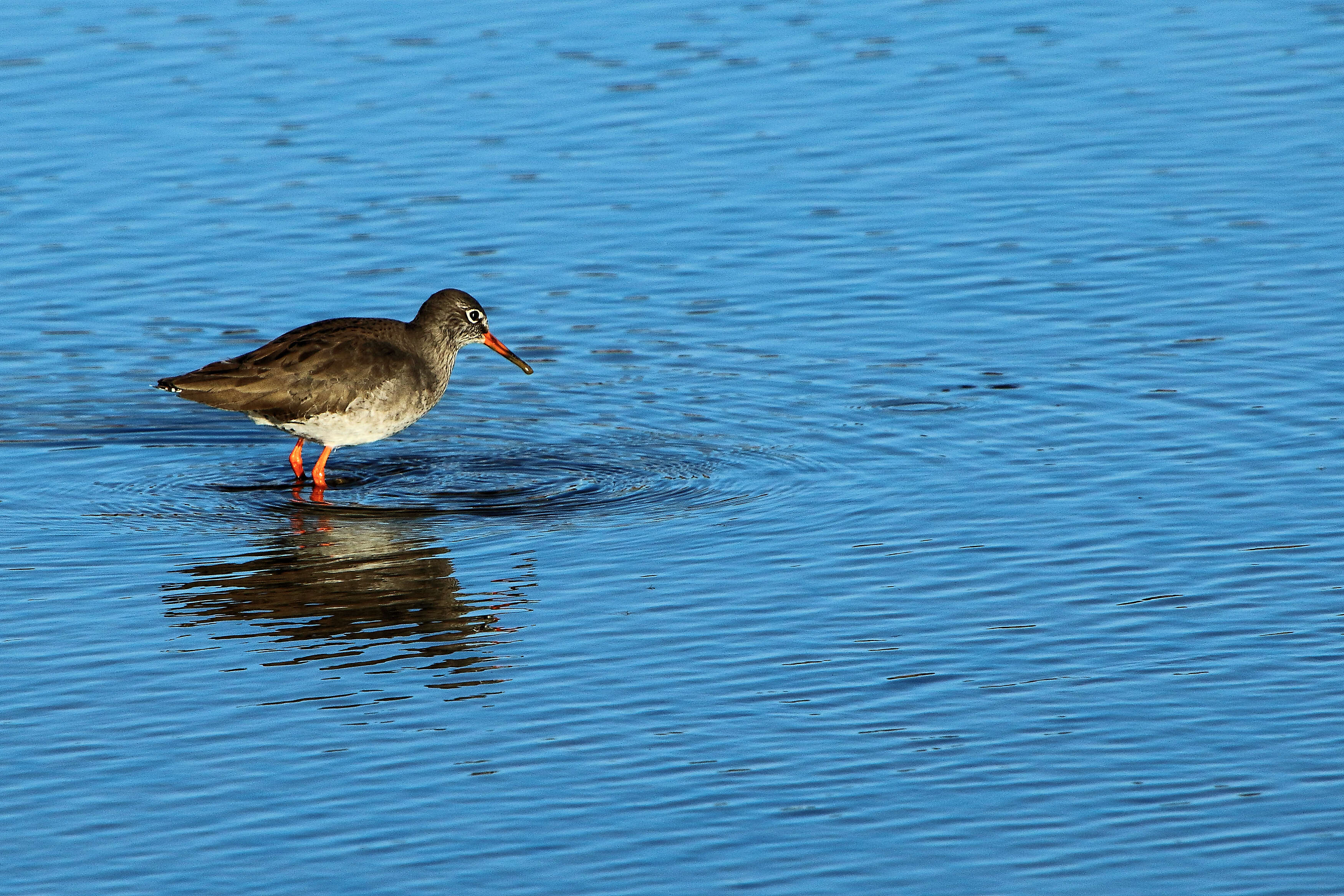 Image of Common Redshank