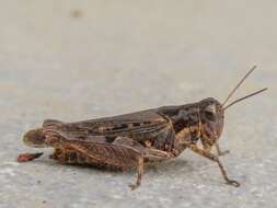 Baeacris bogotensis (Carbonell & Ronderos 1973)的圖片