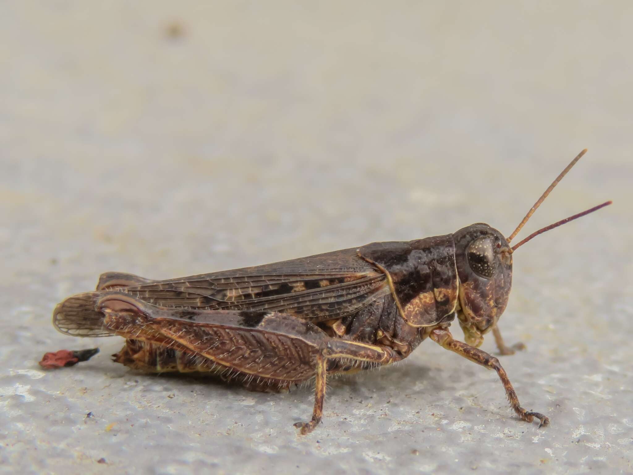 Baeacris bogotensis (Carbonell & Ronderos 1973) resmi