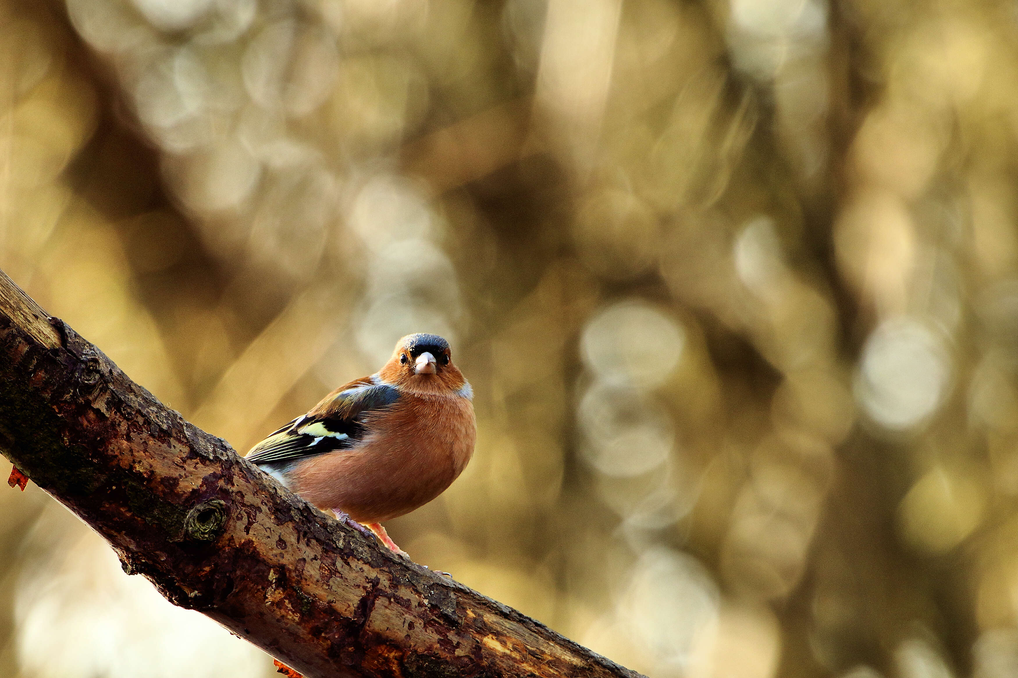 Image of Fringilla Linnaeus 1758