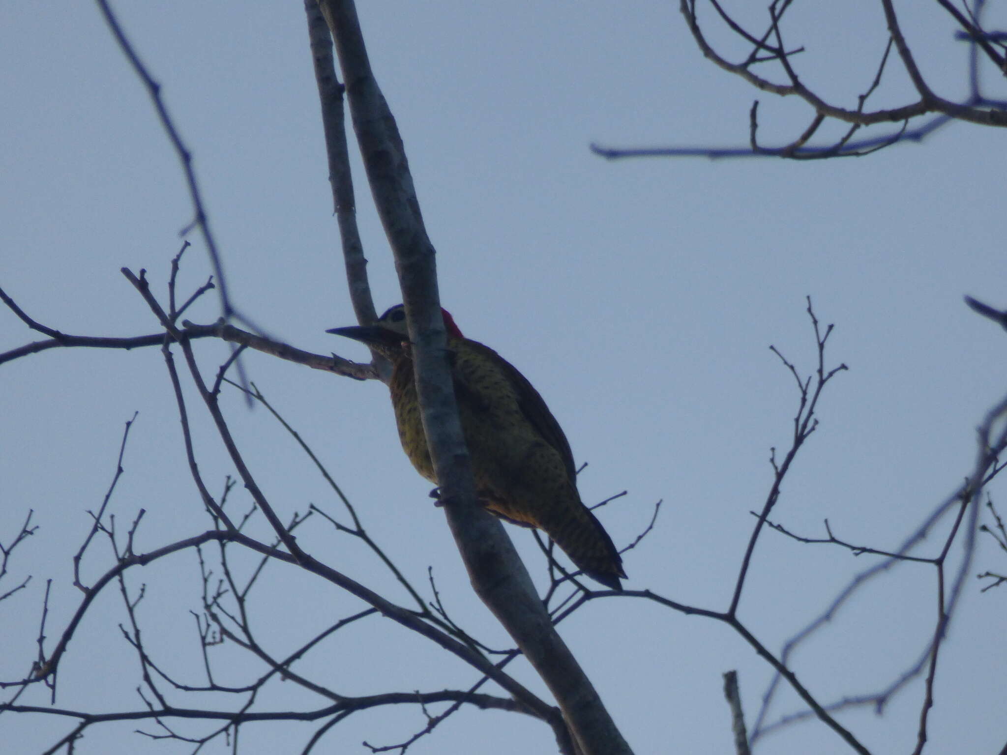 Image of Spot-breasted Woodpecker