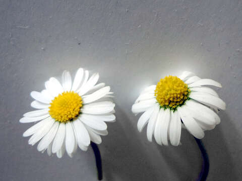 Image of Daisy