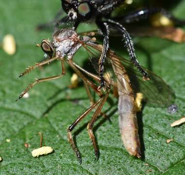 Image of Leptogaster flavipes Loew 1862