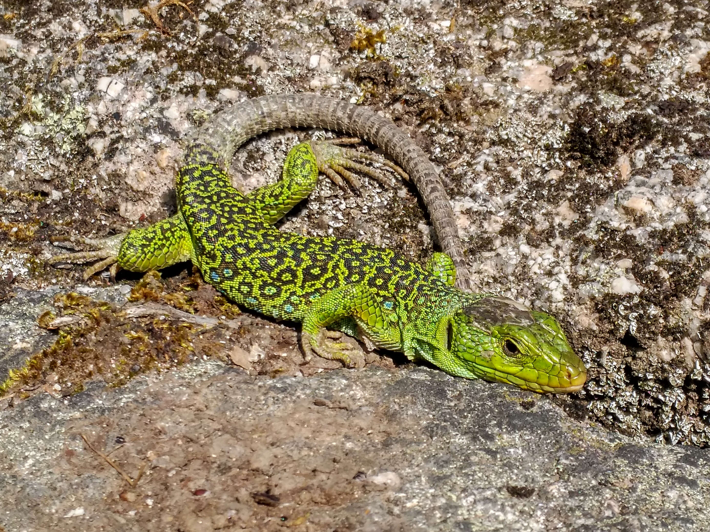 Image de Lezard ocelle