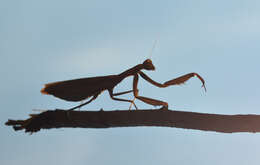 Image of Mantis