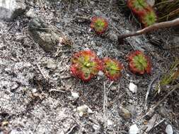 Drosera xerophila的圖片