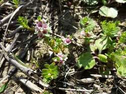 Image of black saltwort