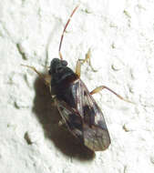 Image of Lophoraglius notabilis (Distant & W. L. 1911)