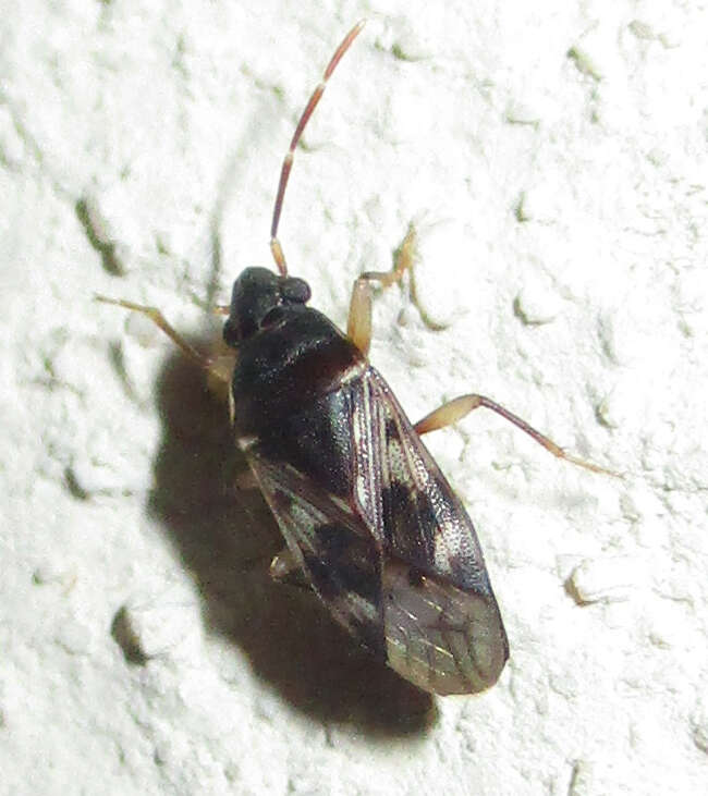 Image of Lophoraglius notabilis (Distant & W. L. 1911)