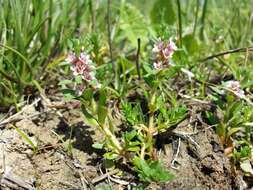 Image of black saltwort