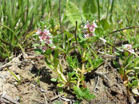 Image of black saltwort