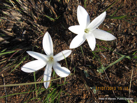 Image of Apodolirion buchananii (Baker) Baker