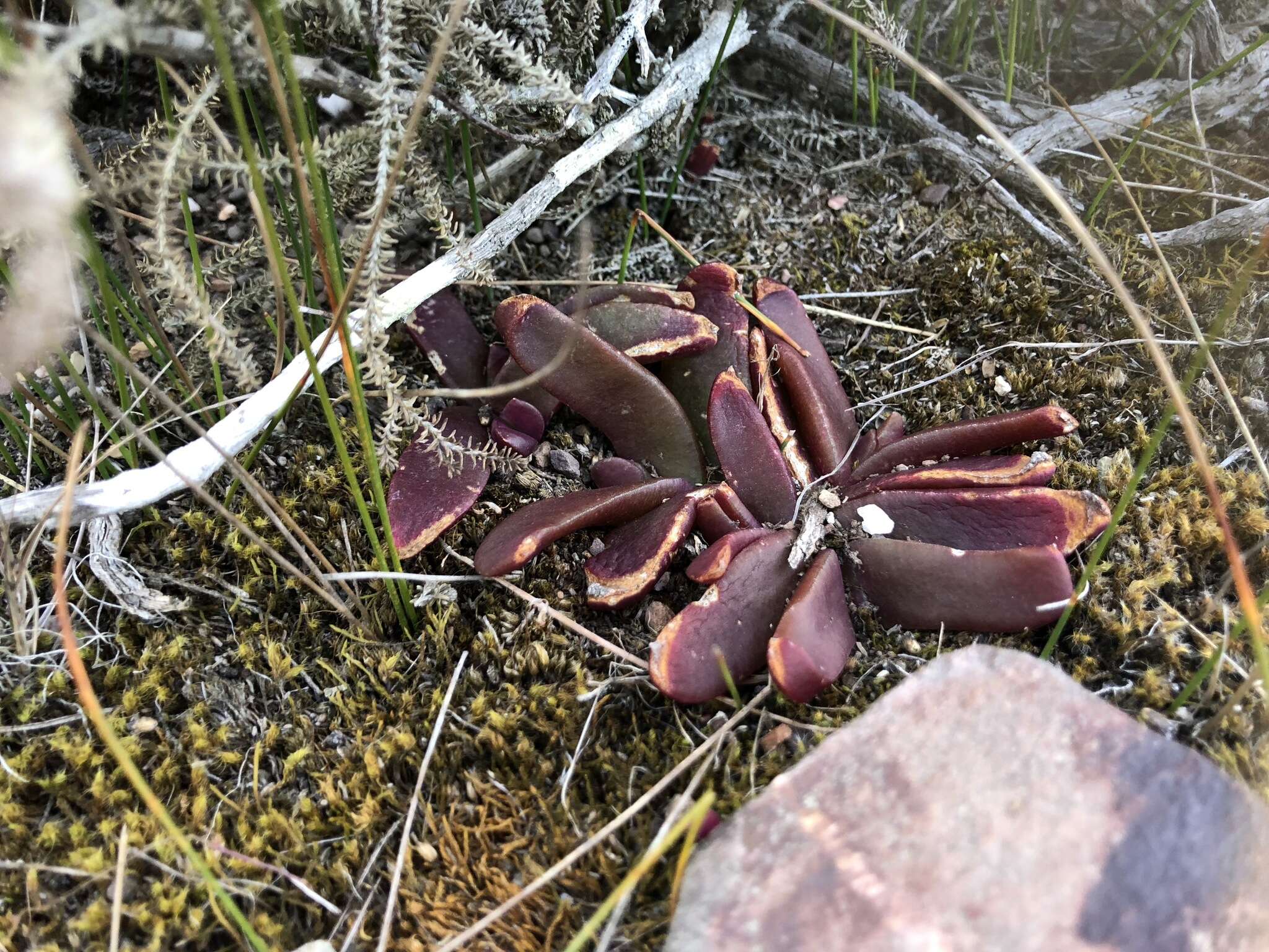 Image of Glottiphyllum depressum (Haw.) N. E. Br.