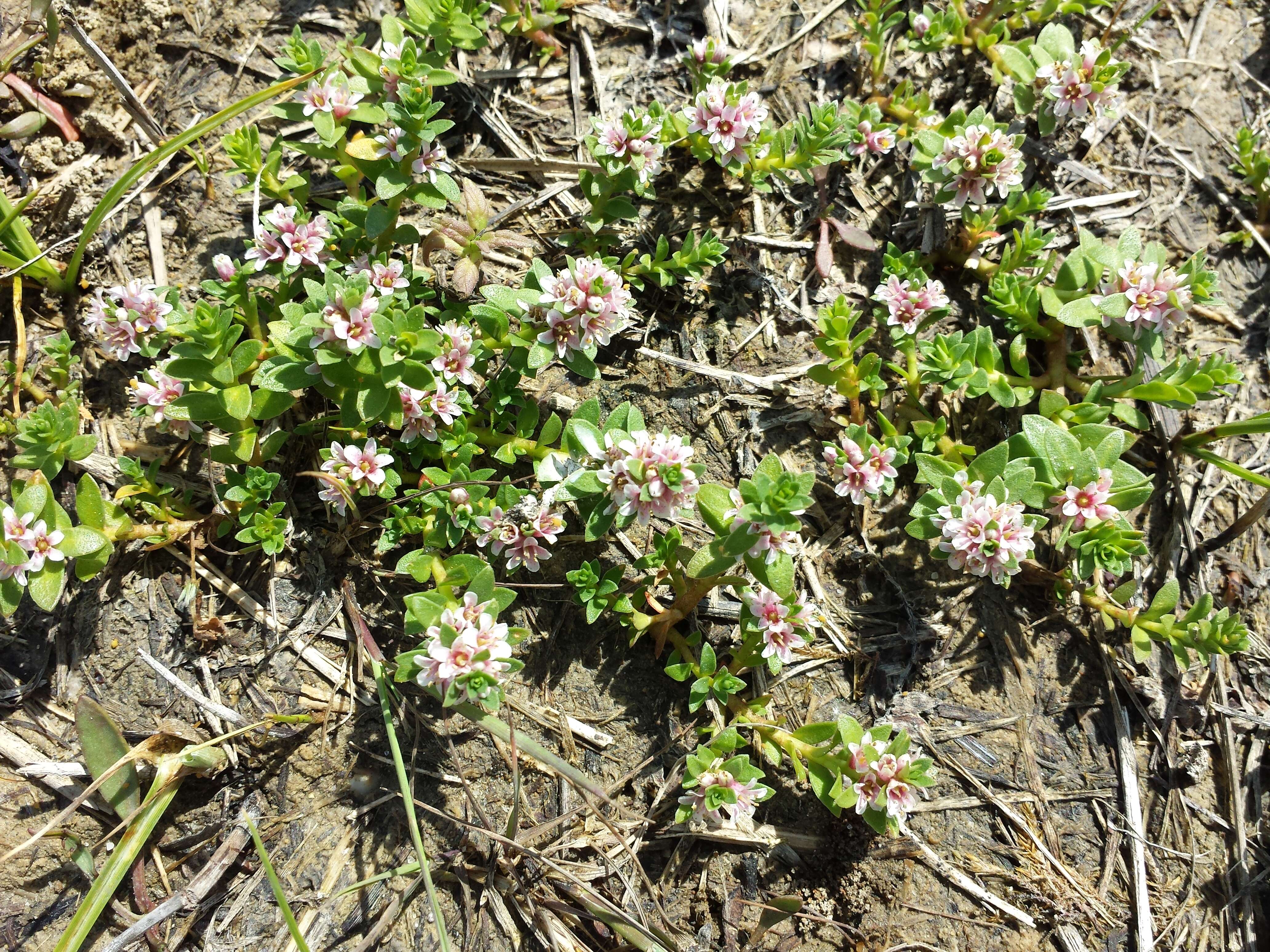 Image of black saltwort