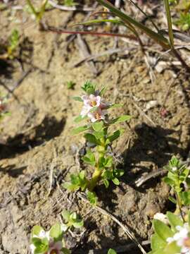 Image of black saltwort