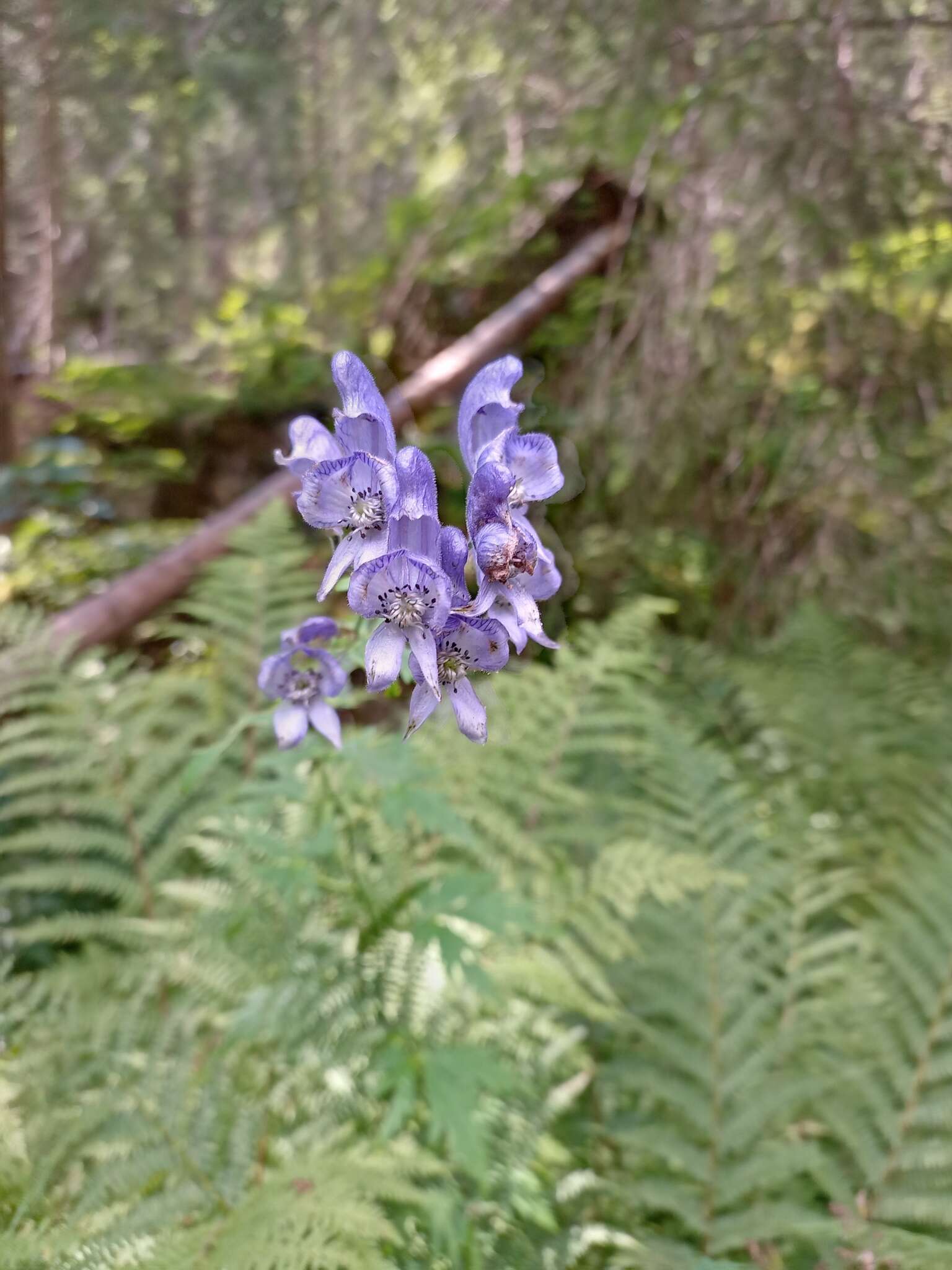 Слика од Aconitum degenii Gayer