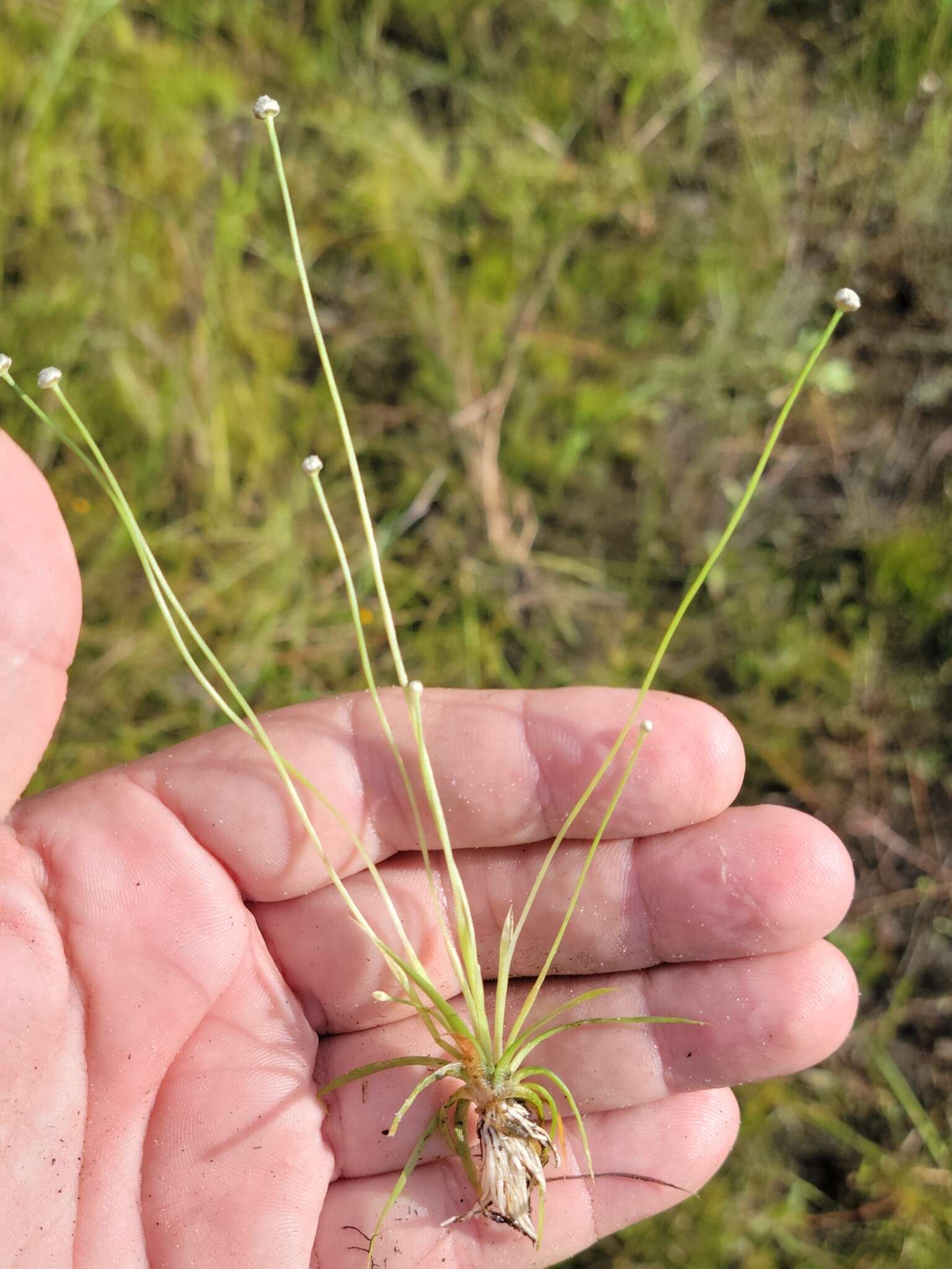 Image of Ravenel's Pipewort