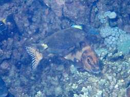 Image of Bicolor Cleaner Wrasse