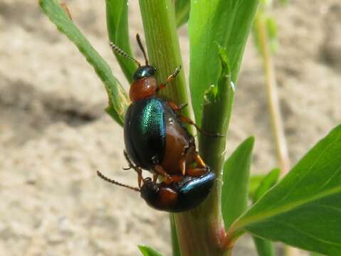 Image of Knotweed Leaf Beetle