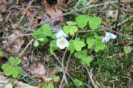 Imagem de Oxalis acetosella L.