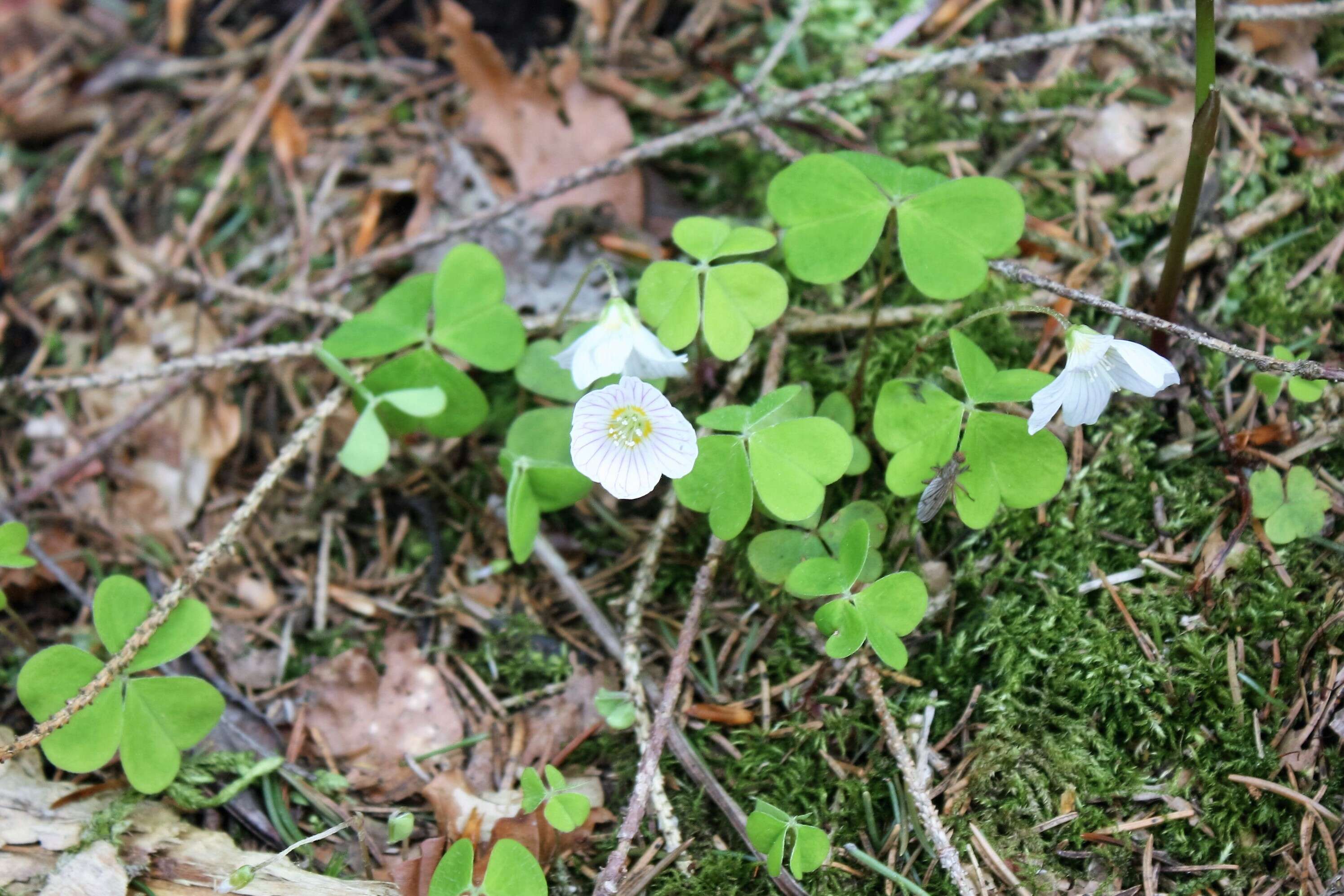 Imagem de Oxalis acetosella L.