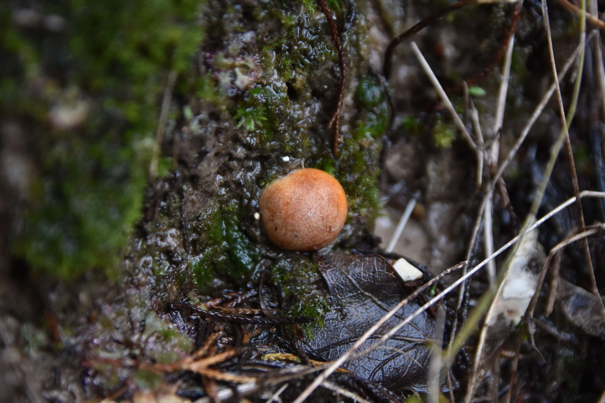 Image of Zelleromyces cinnabarinus Singer & A. H. Sm. 1960