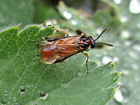 Image of Beet Sawfly