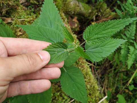 Image of Urtica dioica subsp. pubescens (Ledeb.) Domin