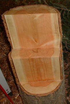 Image of Douglas Fir