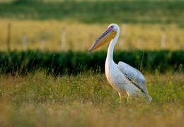 Image of Great White Pelican