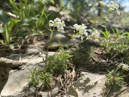 Image of branched draba