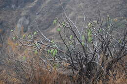 Image of Vasconcellea candicans (A. Gray) A. DC.