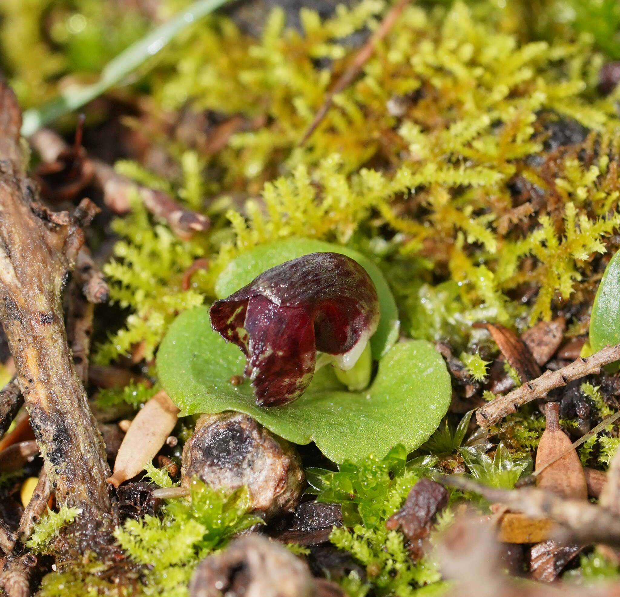 Image of Tiny helmet orchid