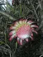 Image of Patent-leaf protea