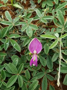 Image of Gray's milkpea