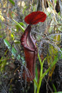 Image of Nepenthes pulchra Gronem., S. McPherson, Coritico, Micheler, Marwinski & V. B. Amoroso